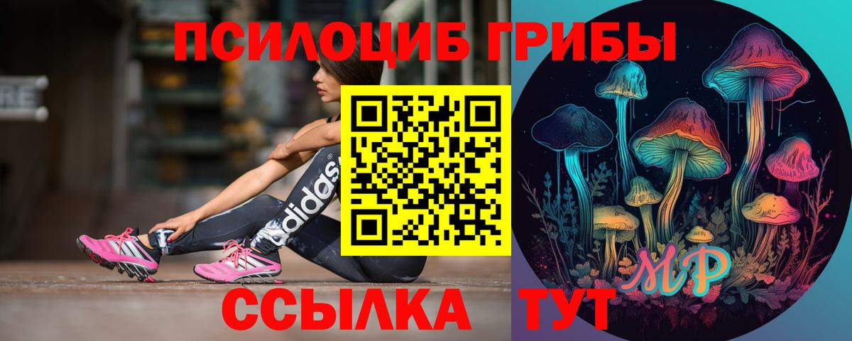 Псилоцибиновые грибы Psilocybe Кашира